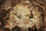 Triassic, Petrified Wood (Araucaria) Round - Madagascar #217104-1